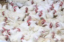 צמחונות 1.jpeg