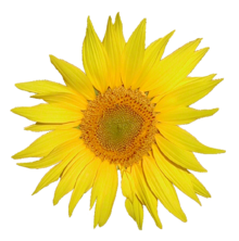 Tournesol.png